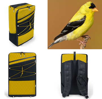 The American Goldfinch